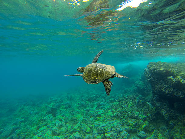 istock Hawaiian Green Sea Turtle 178084546