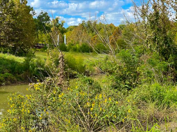 istock Buffalo Bayou Park, Houston, Texas 1780845911