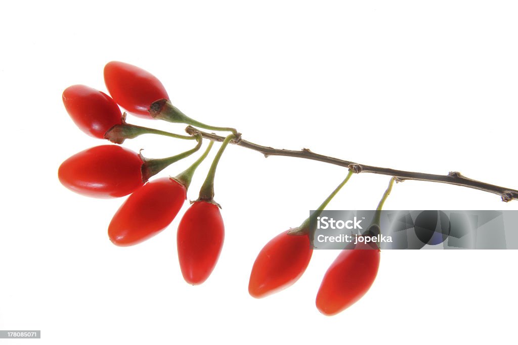 Goji 공장요 (Lycium barbarum) - 로열티 프리 0명 스톡 사진