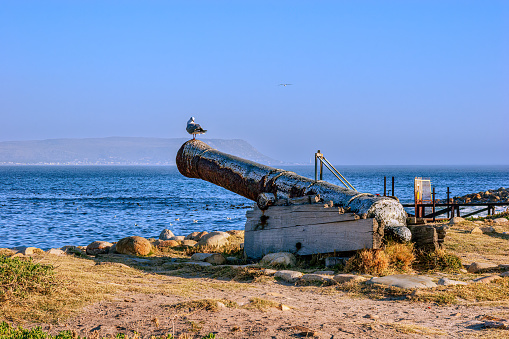 Cape Town, South Africa - A seagull sits on the muzzle of an old Cannon by the seashore in the afternoon sunlight. Horizontal format. No People.