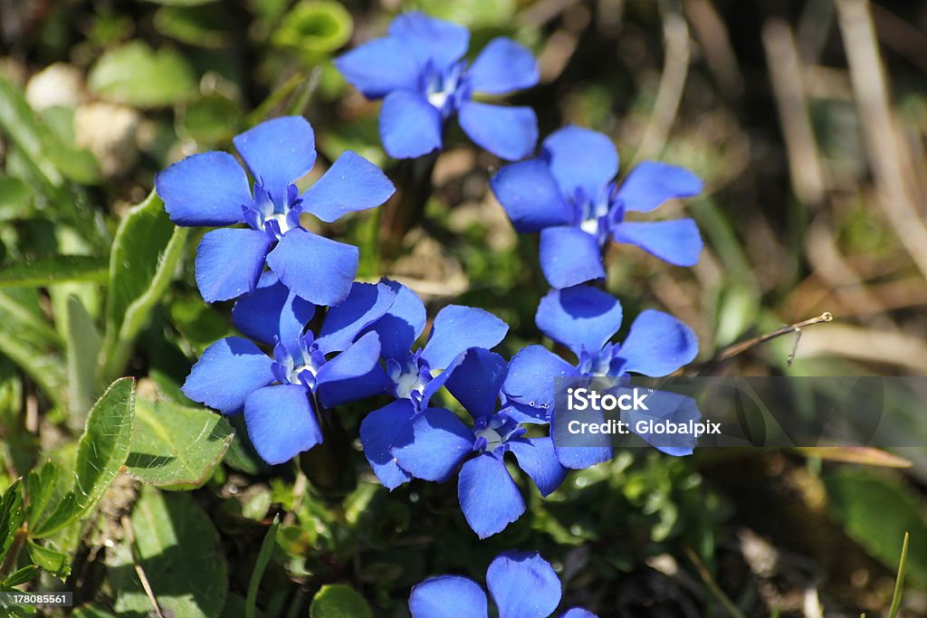 Gentiana verna, Frühlings-Enzian, Schusternagerl - Foto stock royalty-free di Alpi