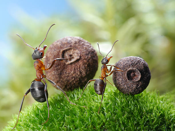 istock big and little ants roll corresponding seeds 178085722