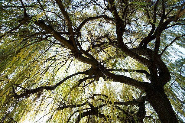 bajo un sauce llorón - willow leaf weeping willow willow tree tree fotografías e imágenes de stock