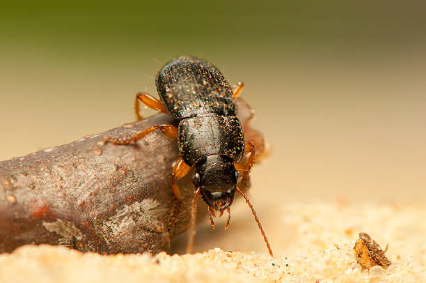 istock Anisodactylus binotatus 178085944
