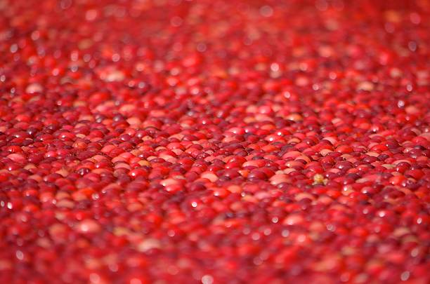 istock Thousands of cranberries floating in the water 178086040