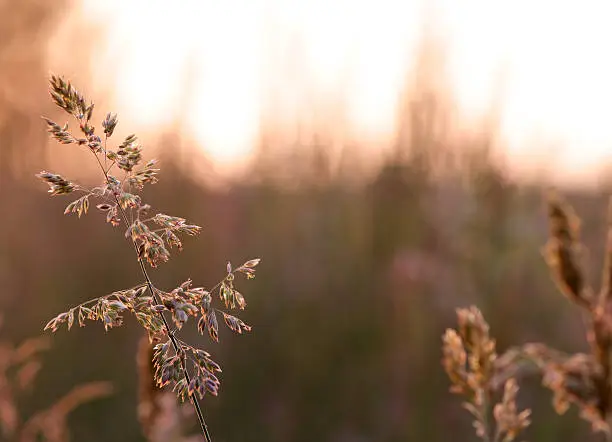 A photo of a grass halm