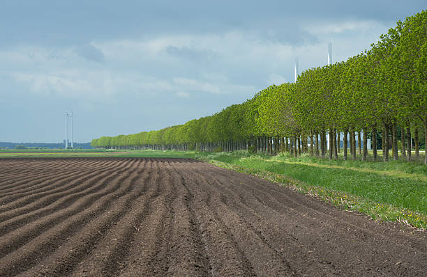 istock Row of trees along a field with furrows 178086156