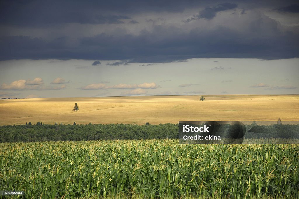 L'estate - Foto stock royalty-free di Albero