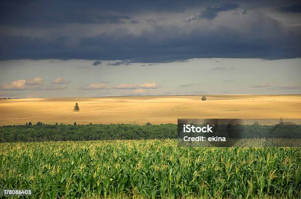 Lestate - Fotografie stock e altre immagini di Albero - Albero, Ambientazione esterna, Cereale