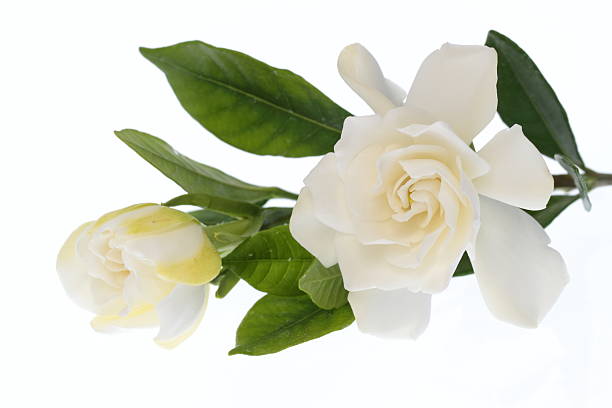 istock White blooming in double gardenia 178086480