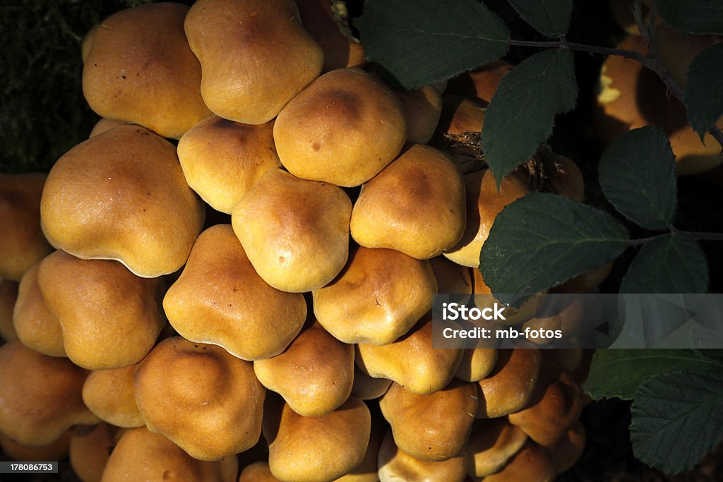 Sulphur em capitonê - Foto de stock de Cogumelo Naematoloma royalty-free