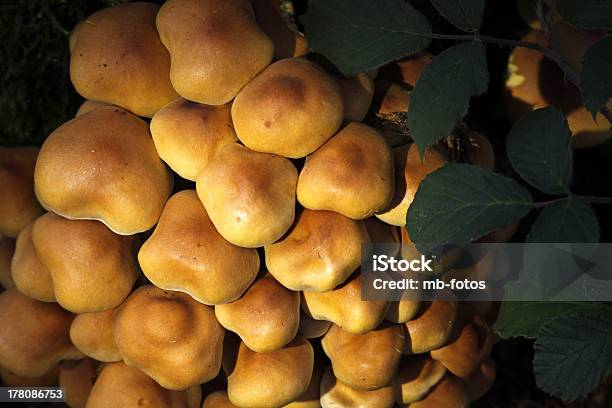 Foto de Sulphur Em Capitonê e mais fotos de stock de Cogumelo Naematoloma - Cogumelo Naematoloma, Cogumelo venenoso, Fotografia - Imagem