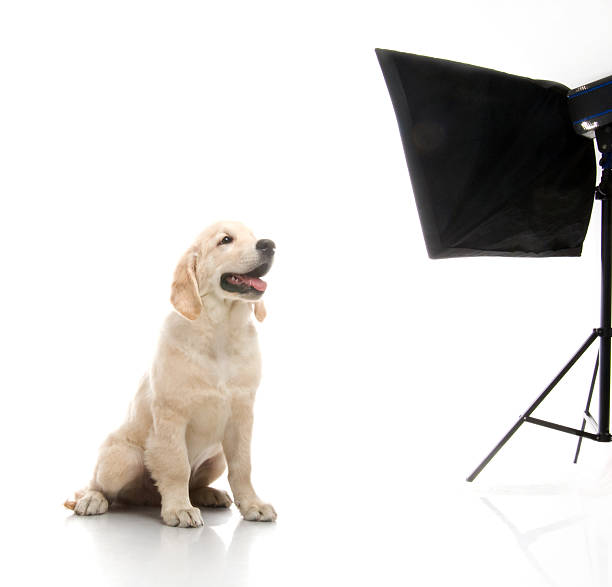 istock small cute golden retriever puppy,  on white background 178086810