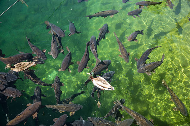 Small school of minnows at the edge of a lake.