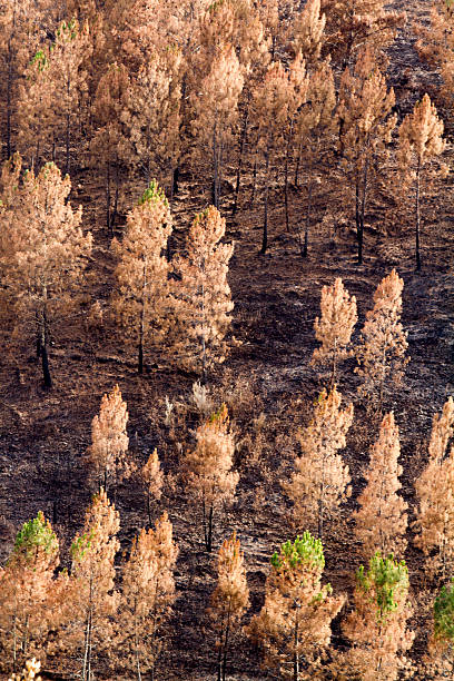 ruínas de um incêndio florestal - pine - fotografias e filmes do acervo