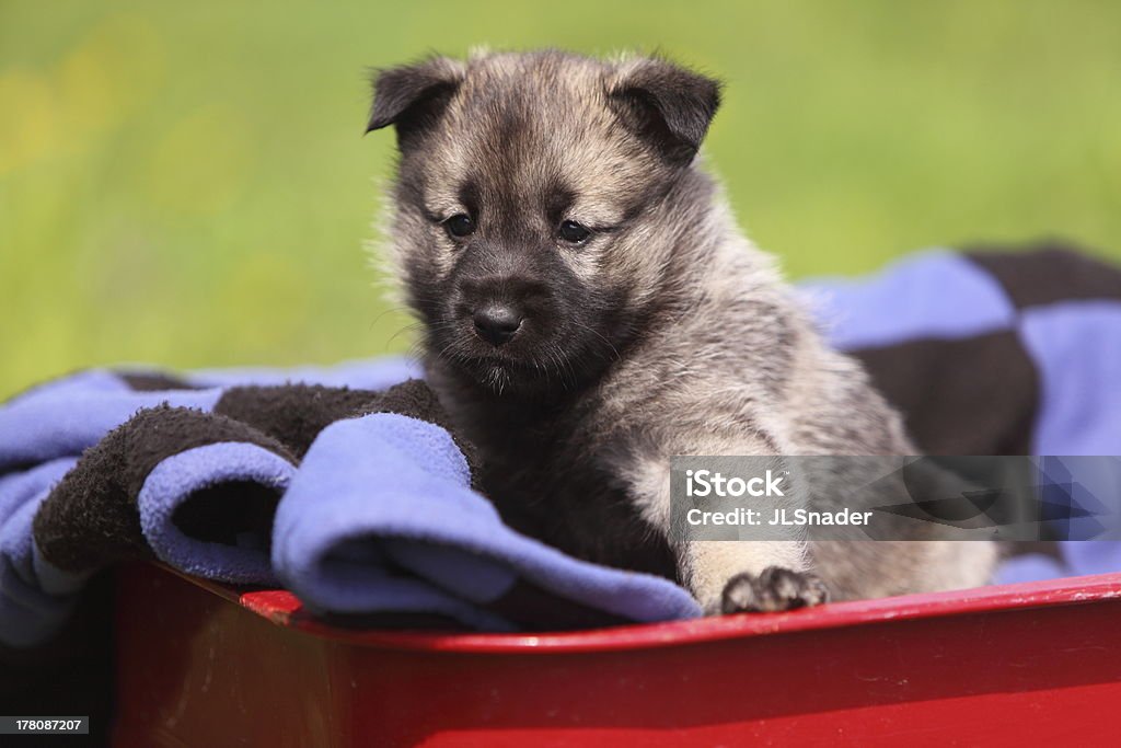 Norwegian Elk Hound puppy in red wagon A Norwegian Elk Hound puppy sits alert in a classic red wagon on a beautiful summer day. Norwegian Elkhound Stock Photo