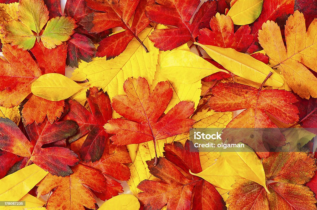 Cores de Outono - Royalty-free Amarelo Foto de stock