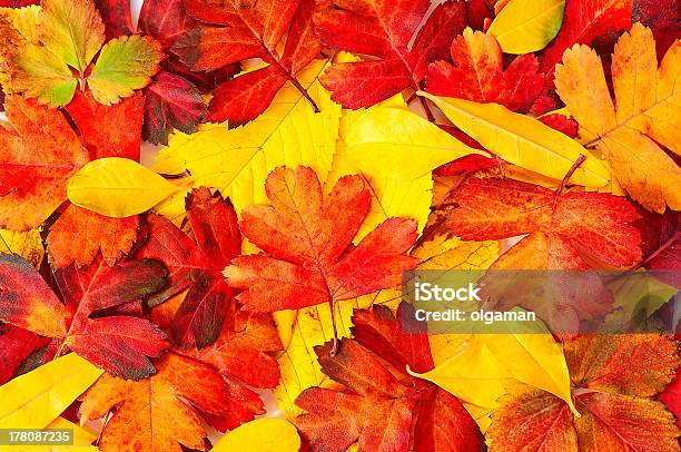 Cores De Outono - Fotografias de stock e mais imagens de Amarelo - Amarelo, Castanho, Colorido