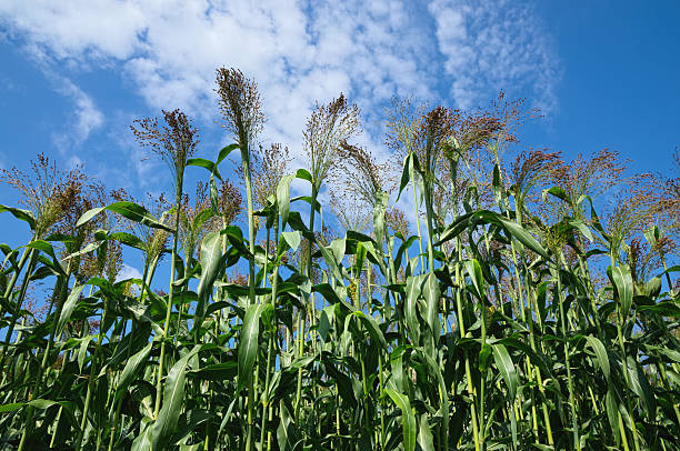 빗자루 콘 - broom corn 뉴스 사진 이미지