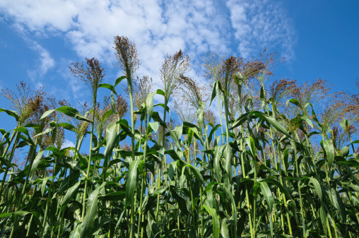 Tall broom corn in field against blue sky