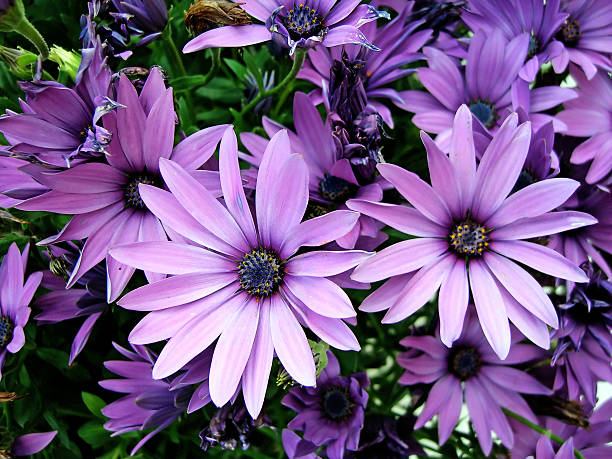 istock Purple African Moon Daisy's 178087454