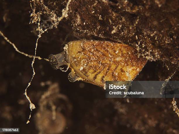 Dreissena Polymorpha Wandermuschel - Fotografias de stock e mais imagens de Dreissena Polymorpha