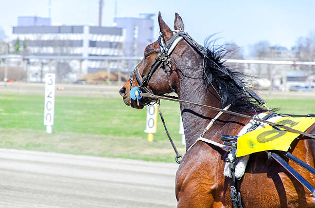 istock Harness racing. Racing horse in motion 178087469
