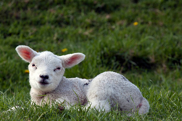 istock I have two beautiful big ears 178087505