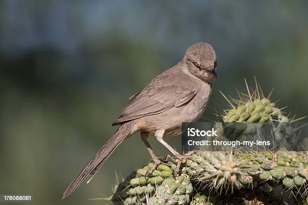 Geschwungenebill Sichelspötter Blick Nach Unten Stockfoto und mehr Bilder von Arizona - Arizona, Fotografie, Horizontal