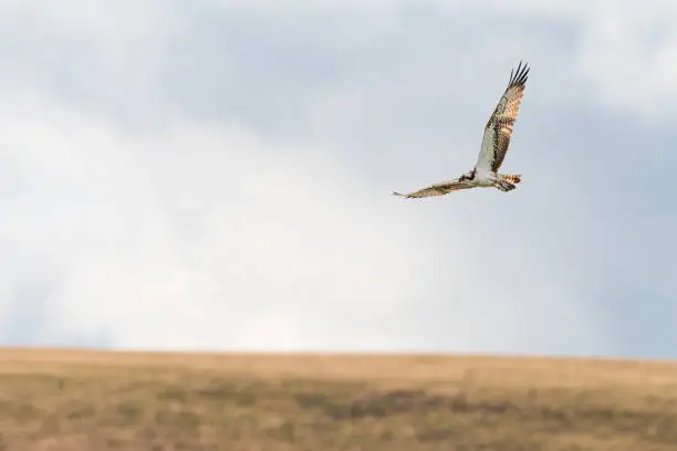 Photo of Osprey (Pandion haliaetus) Scotland