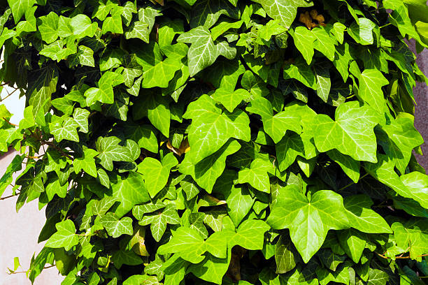 Pianta verde su un albero - foto stock
