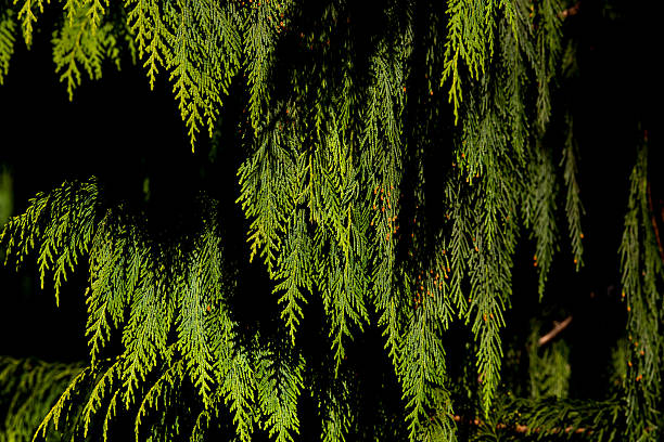 cedar branch - cedar tree hedge tree strength foto e immagini stock