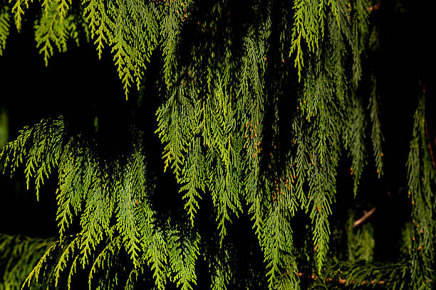 시더 지점 - cedar tree hedge tree strength 뉴스 사진 이미지