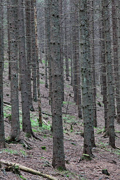 istock Forest in Low Tatras mountains, Slovakia 178088829