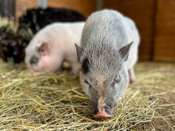 istock little pig eats hay, Vietnamese pig, pure beautiful cute decorative pig 1780889434