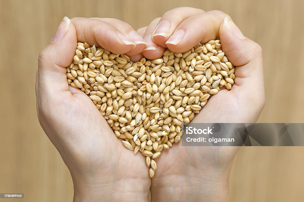 Wheat in hands shaping heart Wheat in woman's hands forming heart shape Agriculture Stock Photo