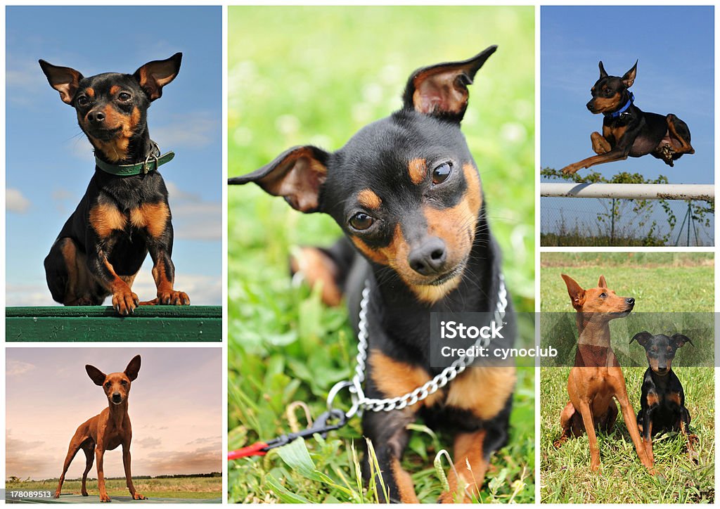 pinscher Anão - Royalty-free Agilidade Foto de stock