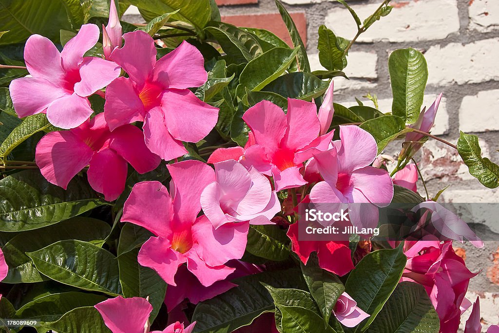 Pink Mandevilla Pink Mandevilla in full bloom against a brick wall Mandevilla Stock Photo