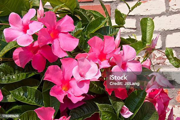 Pink Mandevilla Stock Photo - Download Image Now - Mandevilla, Vine - Plant, Pink Color