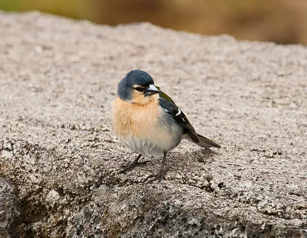 The Azorean Bullfinch is endangered species of birds, endemic to the Azores