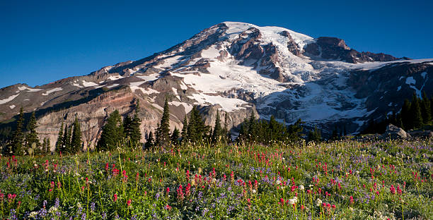 istock Majestic Snowcapped Mountain Peak Mt. Rainier Wildflowers Cascade Range 178089647