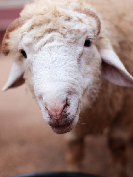 fat white sheep with thick fur on the farm