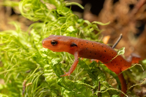 A young red newt from northern New England crawls through some sphagnum moss while exploring near a large marsh.