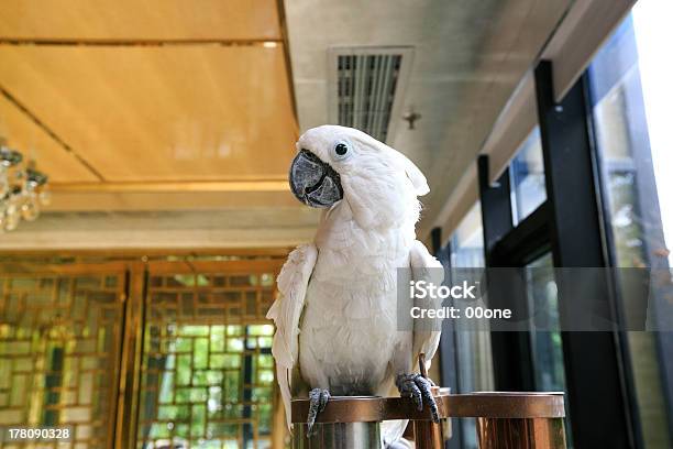 White Parrot Stock Photo - Download Image Now - Exotic Pets, Animal, Beauty In Nature