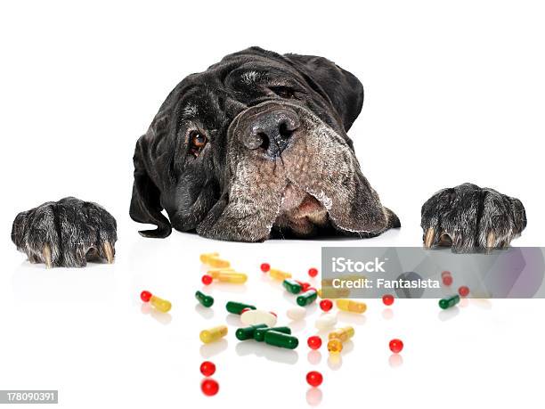 Photo libre de droit de Chien Et Cachets banque d'images et plus d'images libres de droit de Animaux de compagnie - Animaux de compagnie, Complément vitaminé, Chien