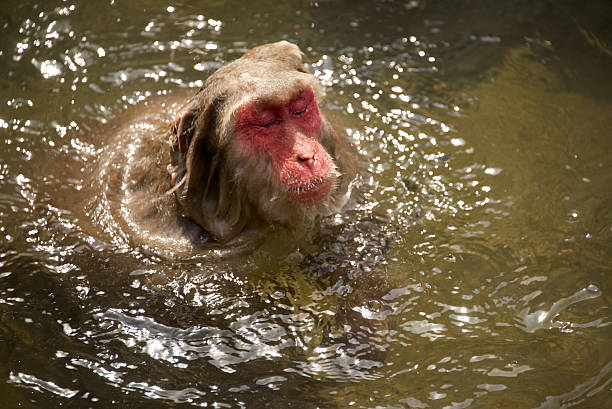 istock Snow monkey in hot springs - Japan 178090464