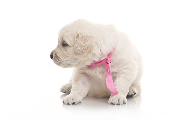 istock small cute golden retriever puppy,  on white background 178090865