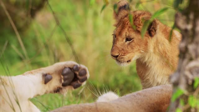 Slow Motion Shot of Close up of young lion cubs resting in green grasslands, conserving energy, Big five African Wildlife in Maasai Mara National Reserve, Kenya, Africa Safari Animals