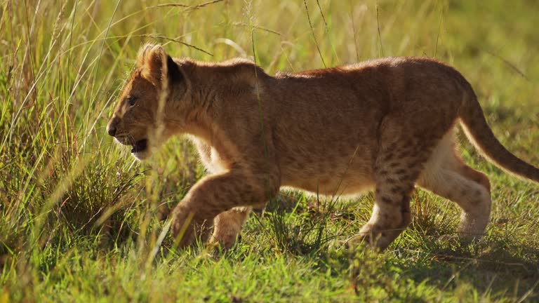 Slow Motion of Cute Lion Cub, African Safari Wildlife of Small Baby Animals in Maasai Mara, Kenya, Africa, Small Young Lions Walking Stalking Through Long Savanna Grasses in Masai Mara