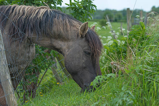 istock Konik horse eating grass in spring 178090911